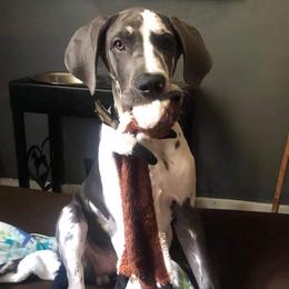 Great Dane Puppies from Sand Mountain Danes LLC