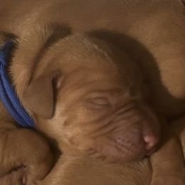 Boy 1 - Red golden Wirehaired Vizsla puppy in Pittsburgh, Pennsylvania from Kendra Breeding