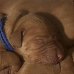 Boy 1 - Red golden Wirehaired Vizsla puppy in Pittsburgh, Pennsylvania from Kendra Breeding