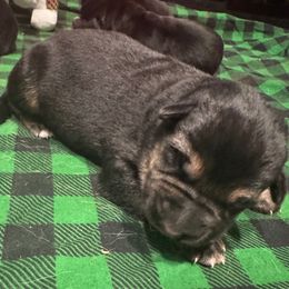 Bodie - Black and red male German Shepherd puppy in Charlottesville, Virginia from AB_Elite_GSD