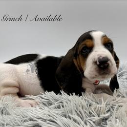 Grinch - Black white and brown male Basset Hound puppy in Dingess, West Virginia from Tuckers' Howling Hounds