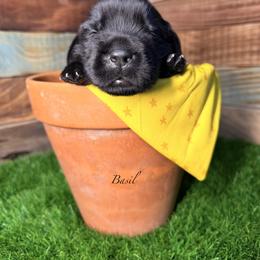 Basil - Black male Newfoundland puppy in Tully, New York from Bear Paw Newfoundlands