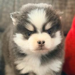 Ariya's blue girl - Blue female Pomsky puppy in Enid, Oklahoma from Mile Hi Pomskies