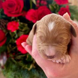 Spruce - Red  male Goldendoodle puppy in Mattawan, Michigan from KaZoo Doodles
