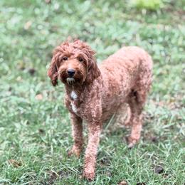 Joanie - Goldendoodle