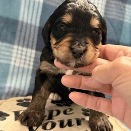 Goldie - Tri-color female Bernedoodle puppy in Phelan, California from PuppyPaws4U