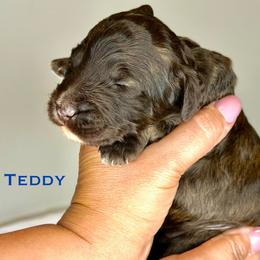 Teddy - Chocolate male Australian Labradoodle puppy in Ponchatoula, Louisiana from Cajun Land Doodles