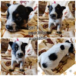 Girl 3 - Blue female Australian Cattle Dog puppy in Bradford, Arkansas from Cedar Rock Heelers and Kelpies
