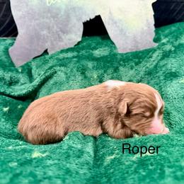 Roper - Red tri-color male Australian Shepherd puppy in Vernal, Utah from Dancing M Kennels