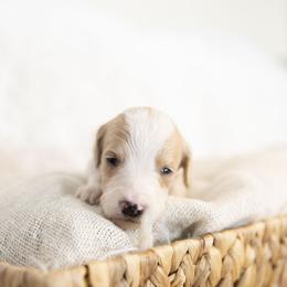 Peppermint Patty - Parti female Goldendoodle puppy in Seffner, Florida from Gold Diamond Pup