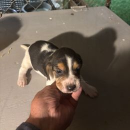 Puppy 4 - White black and tan female Beagle puppy in Martinton, Illinois from Iroquois River Beagles