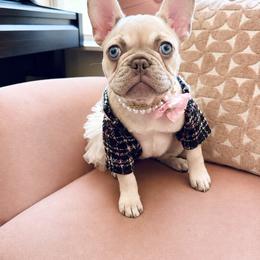 French Bulldog Puppies from Fav Frenchie Boutique