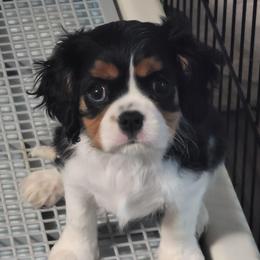 Jewel - Tri-color female Cavalier King Charles Spaniel puppy in Los Lunas, New Mexico from Kiddle's Cavaliers
