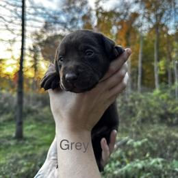 Grey - Chocolate male Labrador Retriever puppy in Lawton, Michigan from DuckAlly Kennel