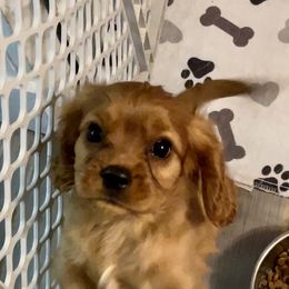 Cavalier King Charles Spaniel Puppies from Cassie’s Cavaliers
