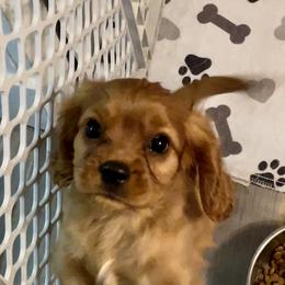 Cavalier King Charles Spaniel Puppies from Cassie’s Cavaliers
