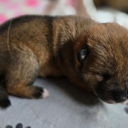 Boy 1 - Sesame male Shikoku Ken puppy in Harrisburg, Pennsylvania from Yume Shikoku Ken