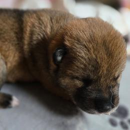 Boy 1 - Sesame male Shikoku Ken puppy in Harrisburg, Pennsylvania from Yume Shikoku Ken