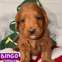 Bingo - Red female Labradoodle puppy in Beecher, Illinois from Erica’s Doodles