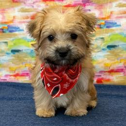 Huxley - Gold male Morkie puppy in Monticello, Iowa from Ashley’s Puppies