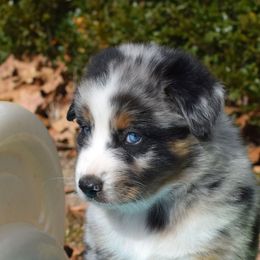James - Blue merle male Australian Shepherd puppy in Falcon, Missouri from www.maubachranch.com