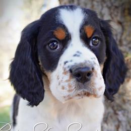 Boy 1 - Black white and tan male English Springer Spaniel puppy in Great Falls, Montana from Big Sky Springers