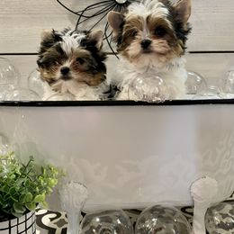 Biewer Terrier Puppies from Bouquet Biewers