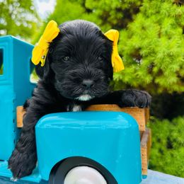 Celeste - Black Cockapoo puppy in Lake Tansi, Tennessee from Davis cockapoos