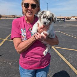Jones - Blue merle and white male American Corgi puppy in Shawnee, Oklahoma from Sunray Ranch