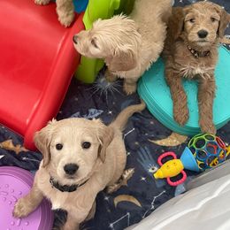 Bernedoodle and Goldendoodle Puppies from Lyon and Luna Goldendoodles Bernedoodles