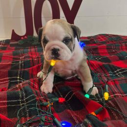 Dottie - Red and white female Bulldog puppy in Lakeland, Florida from Fur Love And Puppies