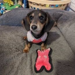 Penny - Dachshund