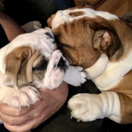 Bulldog Puppies from Farm Strong Bulldogs