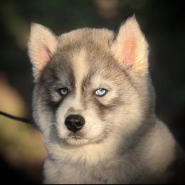 Pomsky and Siberian Husky Puppies from A-Dream Pomsky Kennel