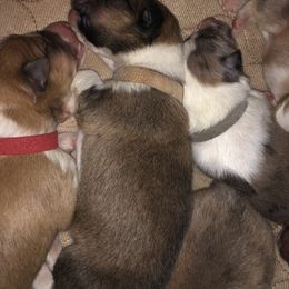 Collie Puppies from Highland Moor Kennel
