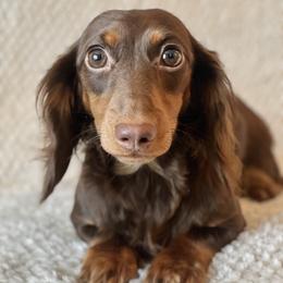 Daphne - Dachshund