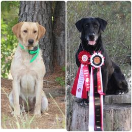 Labrador Retriever puppies from TLC Retrievers