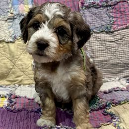 Splash - Merle male Bernedoodle puppy in Janesville, Wisconsin from Zakadoodles