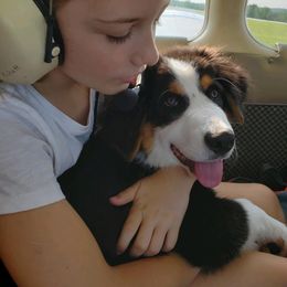 Australian Shepherd Puppies from Beachin' Aussies
