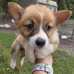 Girl 1 - Red female Pembroke Welsh Corgi puppy in Middleburg, Florida from Mulkeys Little Corgis
