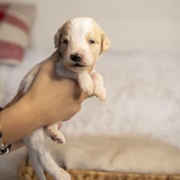 Snoopy - Parti male Goldendoodle puppy in Seffner, Florida from Gold Diamond Pup