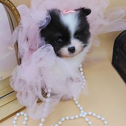 Tia - Tri-colored female Pomeranian puppy in Milwaukee, Wisconsin from Dolcebellezza’s Poms