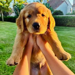 Simba - Dark golden male Golden Retriever puppy in Santa Ana, California from American Golden Retrievers