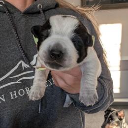 Red Collar - Blue male Australian Cattle Dog puppy in Ammon, Idaho from Piney River Cattle Dogs