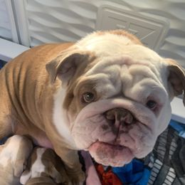 Biscuit  - Bulldog