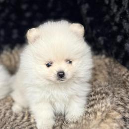 Maverick - White male Pomeranian puppy in Greenville, Georgia from Breezy Hill Poms