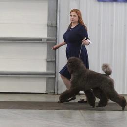Sequoia - Poodle