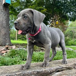 Zarah - Gray female Cane Corso puppy in Brownstown, Pennsylvania from Lititz Cane Corsos