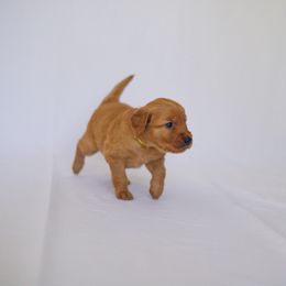 Golden Retriever Puppies from Golden Wiggle Retrievers