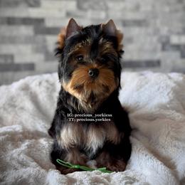 Green Collar - Black and tan male Yorkshire Terrier puppy in Madera, California from Precious Yorkies